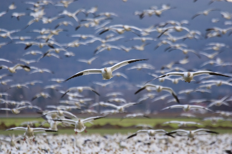 Snow Goose Flock In Flight